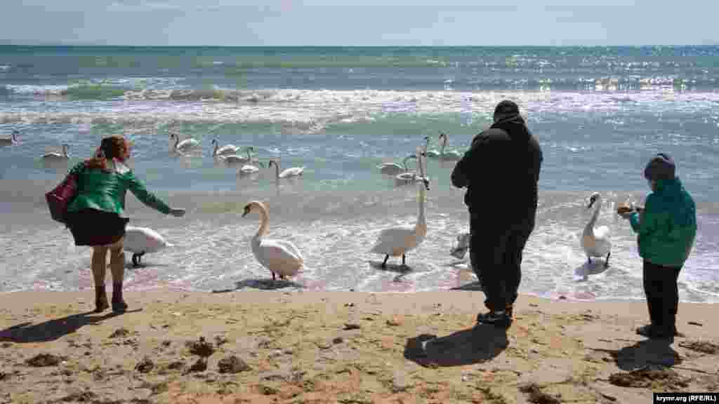 За словами кримського еколога Маргарити Литвиненко, годування хлібобулочними виробами може погано позначитися на здоров&#39;ї лебедів. Більше про те, як поводитися з лебедями-шипунами &ndash; в нашій фотогалереї-інструкції​ &nbsp;
