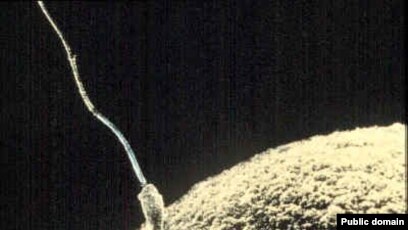 Chuqur tomoq porno onlayn