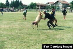 Un eveniment în Bulgaria, cu o oaie decorată festiv. Fotografia a fost încărcată pe BVA fără o descriere.