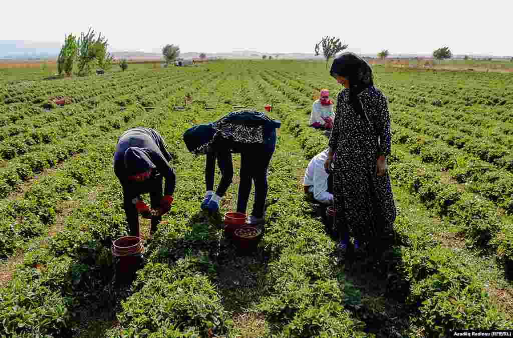 Быстрая и выгодная продажа собранной клубники отражается и на заработке сборщиков. 