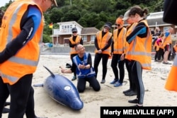 2021. december 11. A Project Jonah új-zélandi bálnamentő jótékonysági szervezet önkéntesei a wellingtoni Scorching-öbölben egy oktatótól tanulják, hogyan kell megmenteni a partra vetett bálnákat