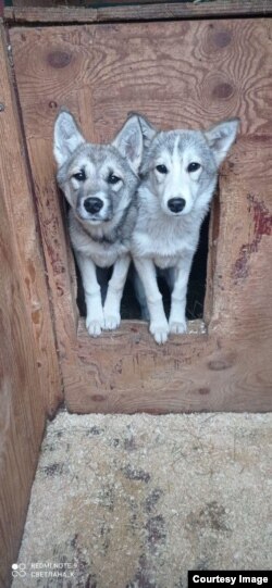Собаки из Кожуховского приюта