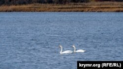 CRIMEA -- Saki lake. Saki, Crimea, Ukraine, December 19, 2021