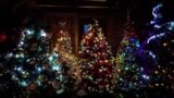 Video grab: A couple in the German town of Rinteln wins the world record title with their 444 Christmas trees in one home