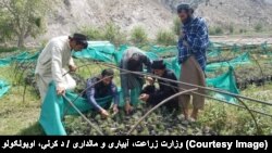 د جلغوزيو او چهارمغزو قوریې