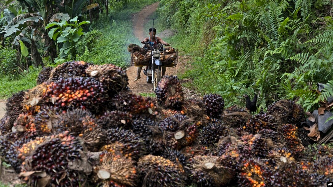În Indonezia, mii de hectare de pădure au fost defrișate pentru a face loc plantațiilor de palmier de ulei, din al cărui fruct provine unul dintre cele mai ieftine și versatile uleiuri, omniprezent în alimentele procesate.