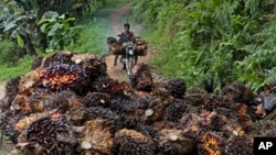 În Indonezia, mii de hectare de pădure au fost defrișate pentru a face loc plantațiilor de palmier de ulei, din al cărui fruct provine unul dintre cele mai ieftine și versatile uleiuri, omniprezent în alimentele procesate.