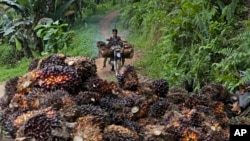 În Indonezia, mii de hectare de pădure au fost defrișate pentru a face loc plantațiilor de palmier de ulei, din al cărui fruct provine unul dintre cele mai ieftine și versatile uleiuri, omniprezent în alimentele procesate.