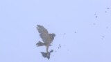 Kazakhstan. A Balaban Falcon catches a pigeon during the Golden eagle competition "Sonar-2020". Almaty region, December 5, 2020