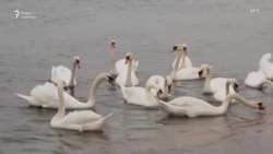 Год после катастрофы в Чёрном море