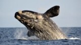 یک نهنگ بی‌دندان در اقیانوس اطلس
