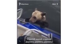 На Ямале рыбаки помогли напуганному медвежонку