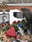 A woman lays flowers at the grave of Russian opposition leader Alexei Navalny at the Borisovo cemetery in Moscow on February 16, 2026, marking the second anniversary of his death in an Arctic colony.