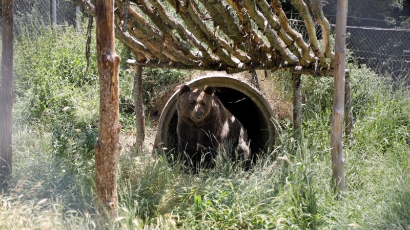 В Абхазии медведь укусил 17-летнего россиянина. Подростка прооперировали