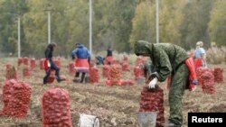 Рабочие из Узбекистана на сборе урожая картофеля в России.

