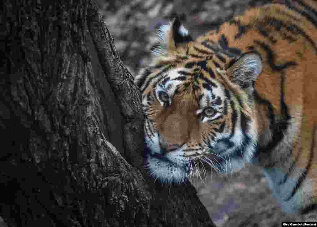 A tiger is seen in scratches an itch in Kyiv&#39;s city zoo in Ukraine.&nbsp;