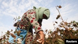 Tajikistan -- A woman harvests cotton in a field near the village of Yakhak, October 10, 2013