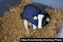 Прафілякторый для цялят