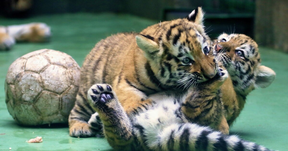 Мелисса эротикалық порно Поляк порно секс ххх