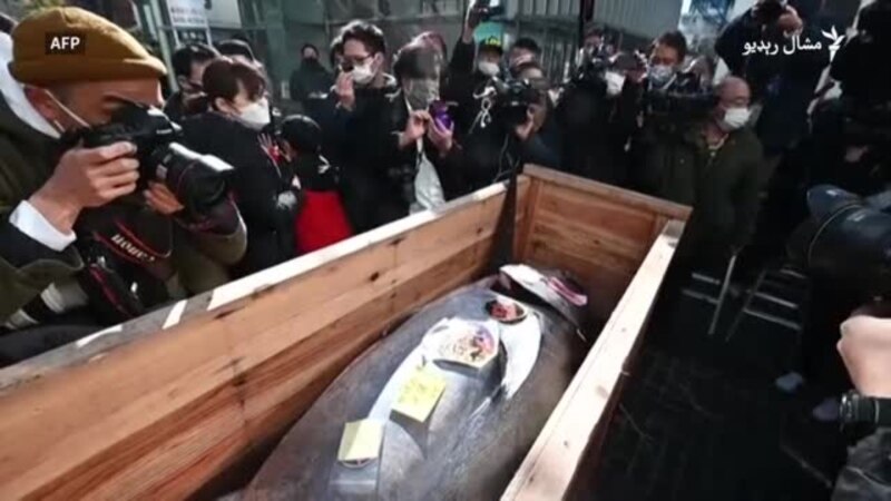 جاپان کې یو ماهی په ۱۴۵۰۰۰ امریکايي ډالره خرڅ شو