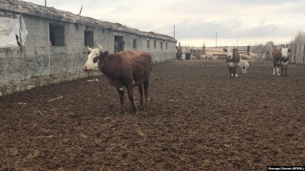 "Бонги хатар"-и чорводорон аз хуруҷи бемории "сумдард" дар Русия ва Осиёи Миёна