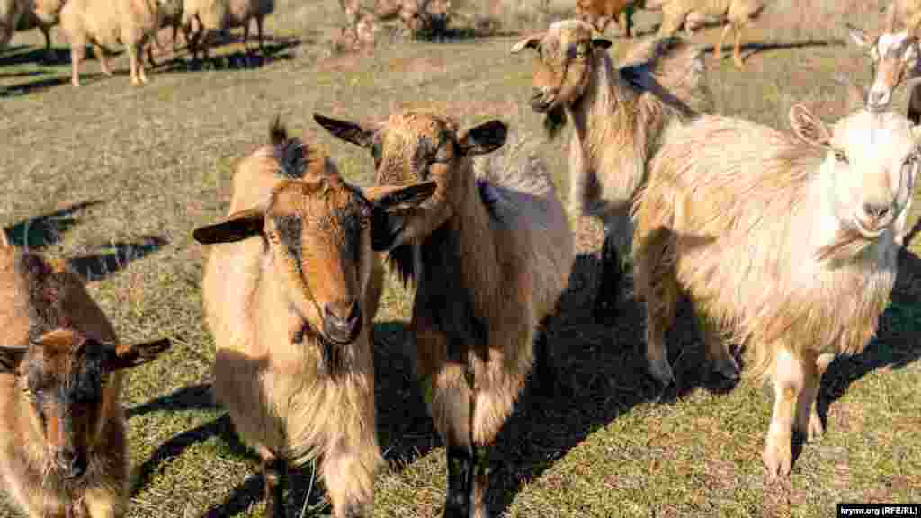 Кози та вівці на випасі в радгоспному саду в долині річки Кизилкобінка біля села Перевальне Сімферопольського району
