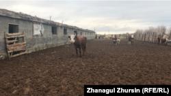  Коровы на ферме в Актюбинской области 