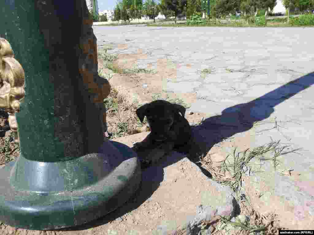 G&uuml;j&uuml;k yşyklandyryş diňiniň k&ouml;legesinde &yacute;atyr