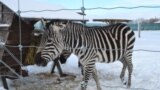34 жаштагы Иржи Каракосзка 2016-жылы ачкан Эко борбор.