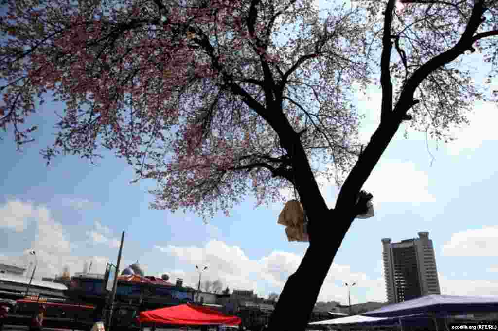 Uzbekistan - spring in Tashkent