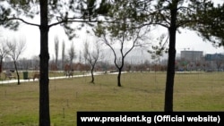 Kyrgyzstan. Park "Yntymak". Trees. Ecology