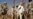 Iraq Frees 370 Prisoners