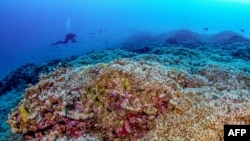 Një zhytës noton pranë koralit më të madh në botë të zbuluar afër Ishujve Solomon në Oqeanin Paqësor. Fotografi e realizuar nga National Geographic Pristine Seas më 24 tetor 2024. 