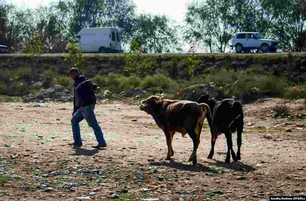 Öz heyvanını sata bilməyənlər onları yenidən öz evinə aparıb növbəti bazar gününü gözləməli olur. 