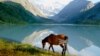 Horse near mountain lake Ak-kem, Altai, Russia, wild landscape