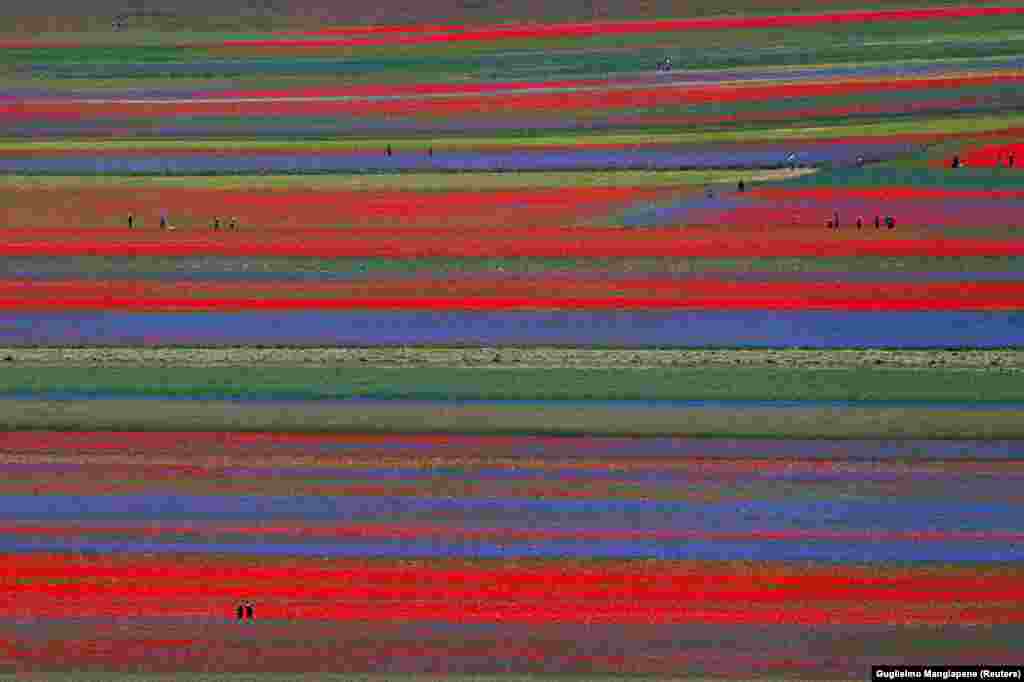 ყოველწლიური ყვავილობა იტალიის სოფელ კასტელუჩიოში.