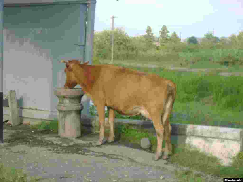 123 თეა აბსარიძე: "იქ, სადაც ბლოკპოსტი იყო" (კონკურსგარეშე)