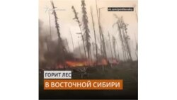 Звезды призвали чиновников потушить лесные пожары в Сибири