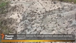 Вилояти Хатлон бо ҳамлаи малахи марокашӣ мувоҷеҳ шудааст