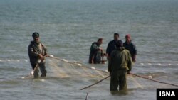 ۱۱۰ کيلومتر از آبهای خليج فارس ۴۵ روز است که اسير اين پديده طبيعی است. (عکس از ایسنا)