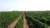 Armenia -- A vineyard in the southern Armavir province.