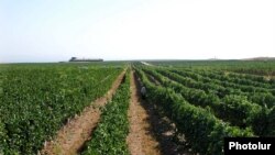 Armenia -- A vineyard in the southern Armavir province.