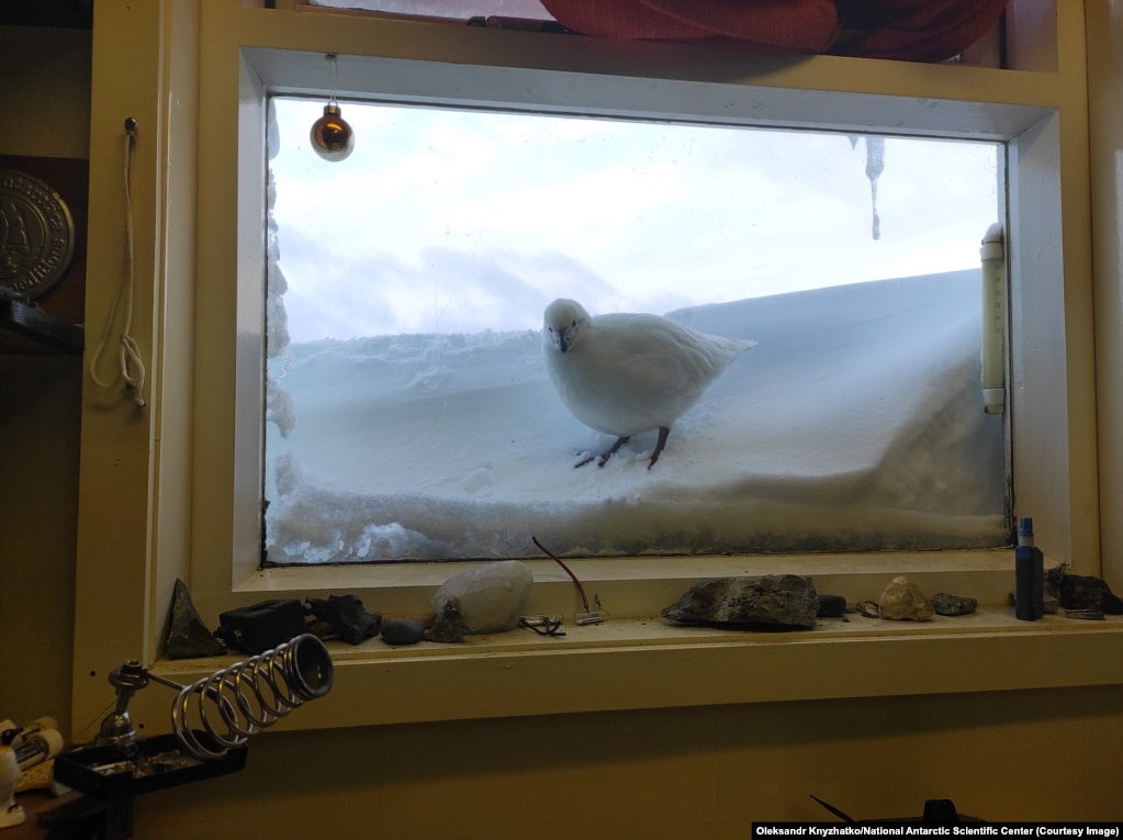 Një shpend duke shikuar se çfarë ka brenda bazës ukrainase në Antarktidë.