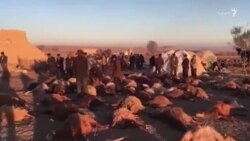 ویدیوی کوتاه - از بین رفتن حدود هزار راس دام در زلزله روز جمعه