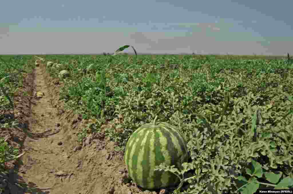 Armenia -- Watermelon harvest in Ararat region, 14Aug2012