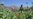Record Afghan Poppy Cultivation