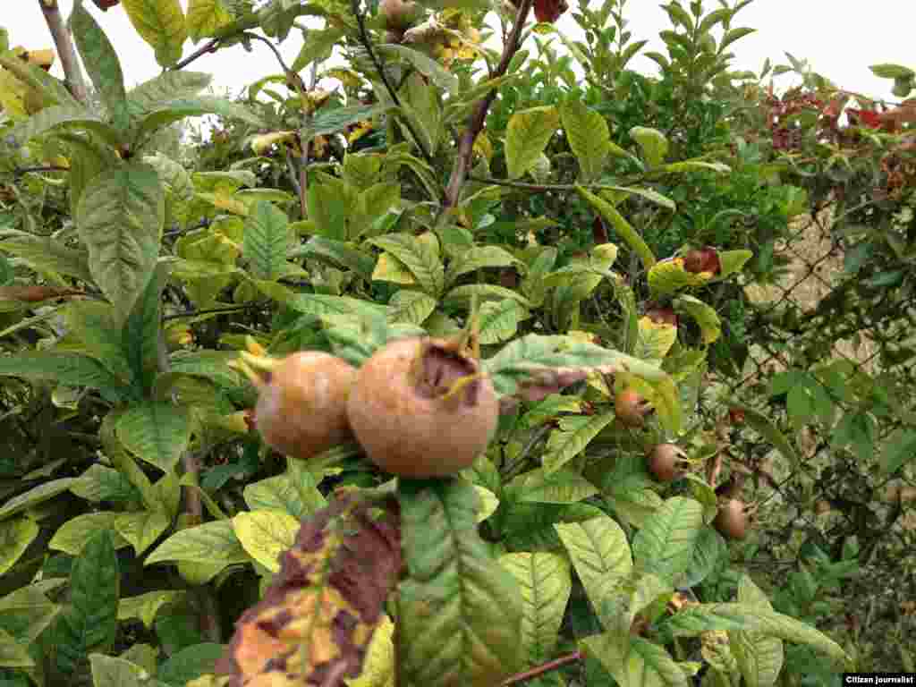 Тхан бешахь хьаьмцаш ду...