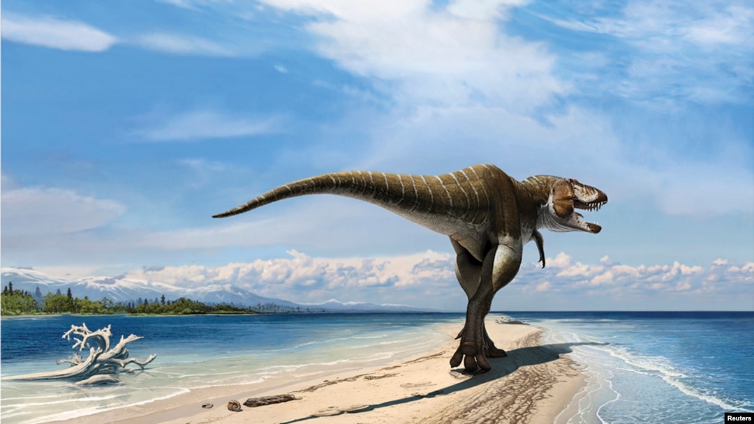 Lythronax Agrestes. Музей естественной истории штата Юта 