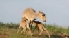 Dozens Of Saiga Antelope Shot Dead In Kazakhstan