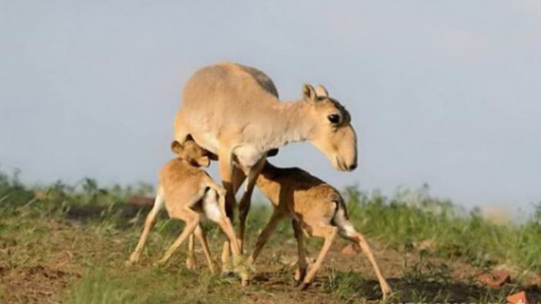 Әдемі секс алдында ер адам қызды куннилингус пен аналингуспен қуантты.